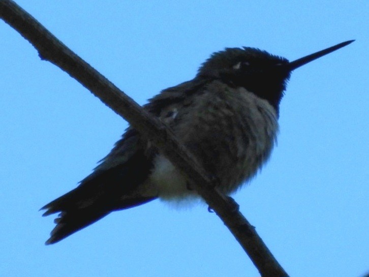 Colibri à gorge rubis - ML620407748