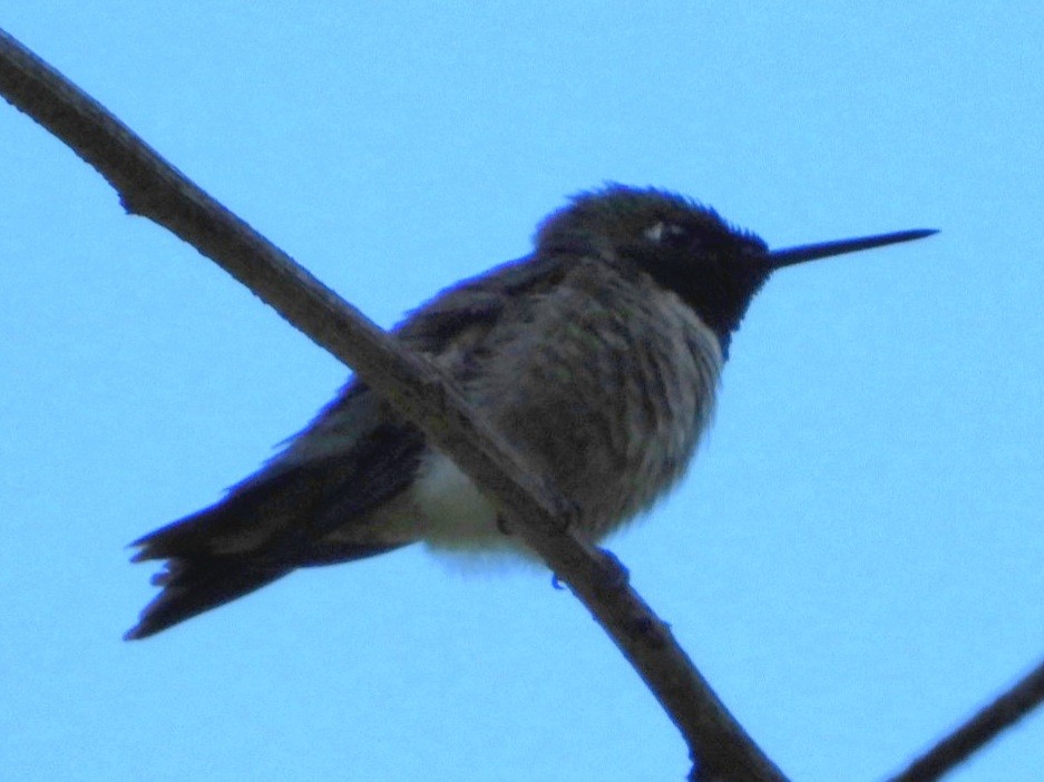 Colibri à gorge rubis - ML620407749