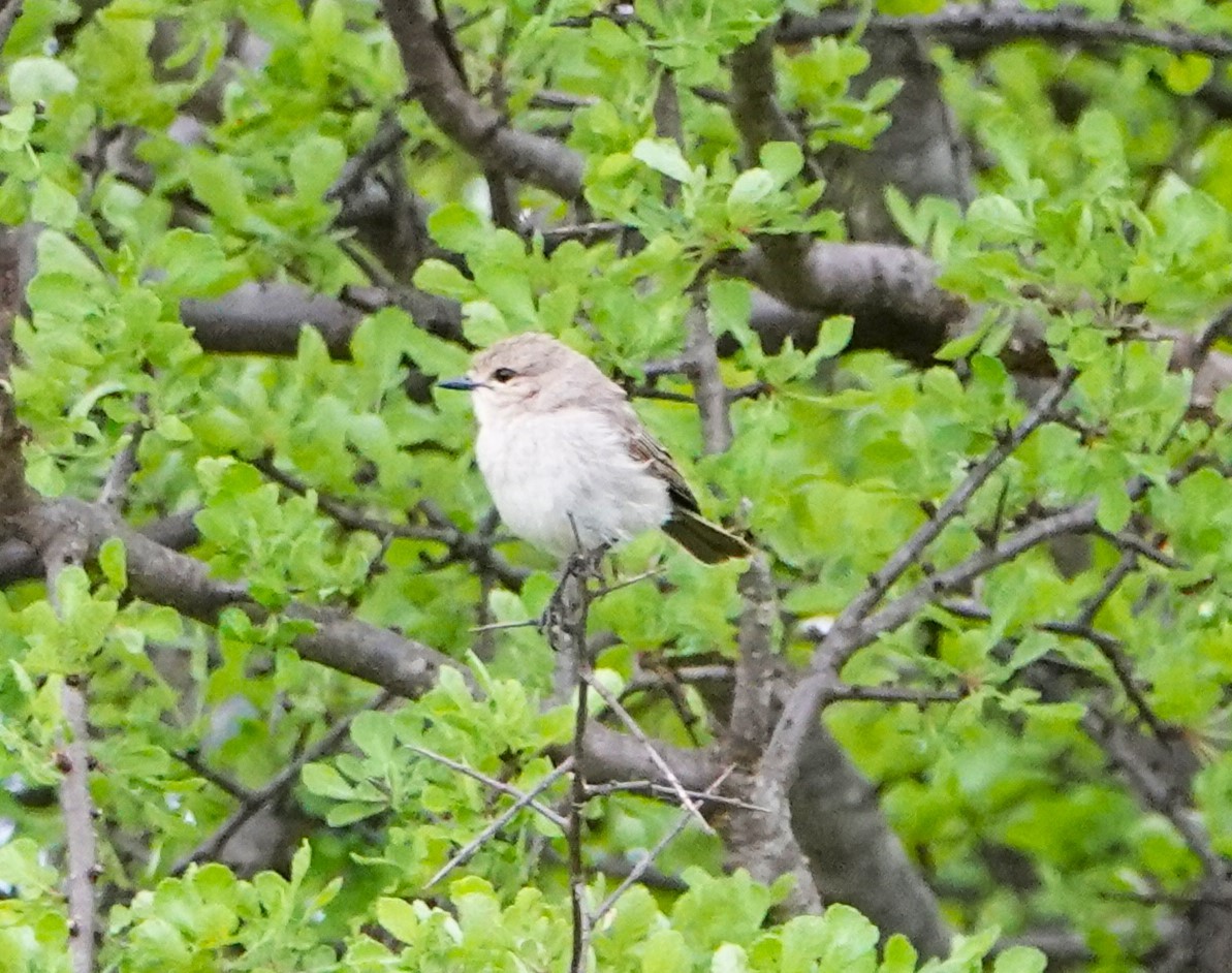 Gobemouche à petit bec - ML620407753