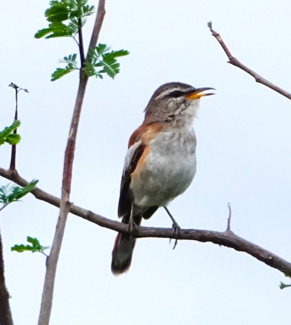 Red-backed Scrub-Robin - ML620407756