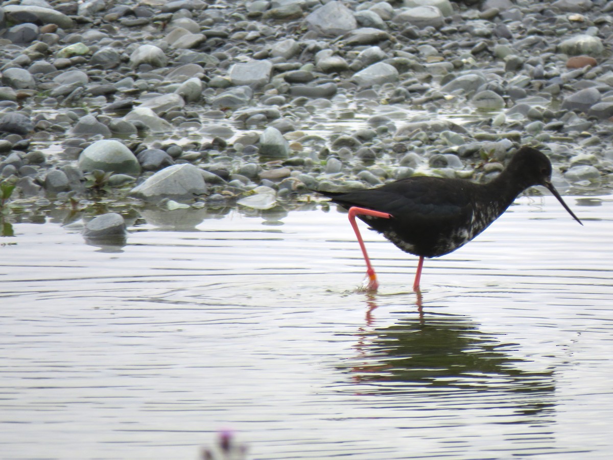 Black Stilt - ML620407765