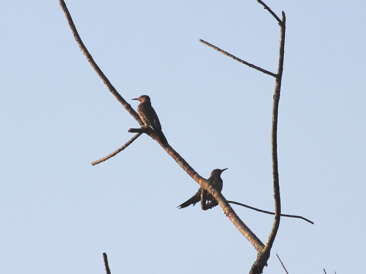 Northern Flicker - ML620407768