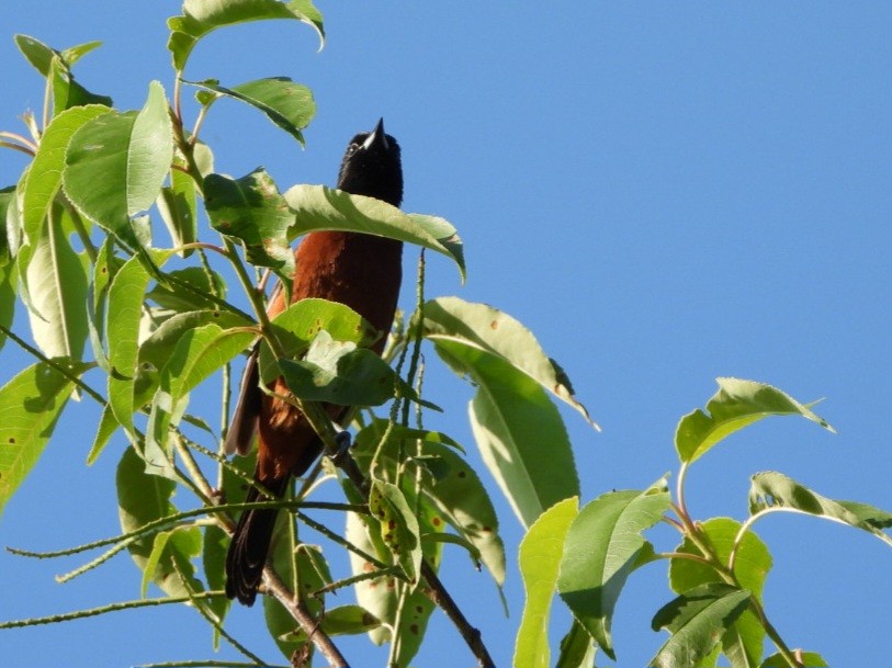 Orchard Oriole - ML620407769