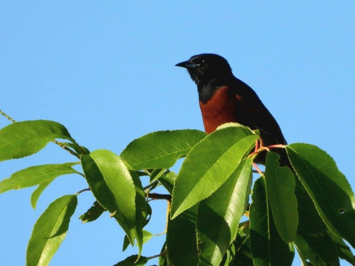 Orchard Oriole - ML620407770