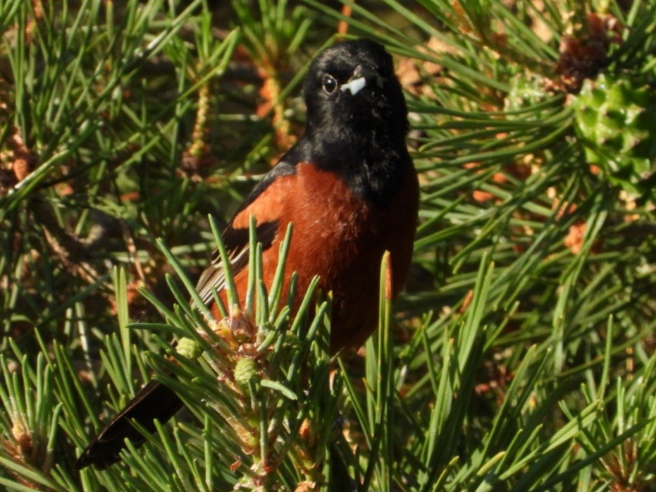 Orchard Oriole - ML620407772