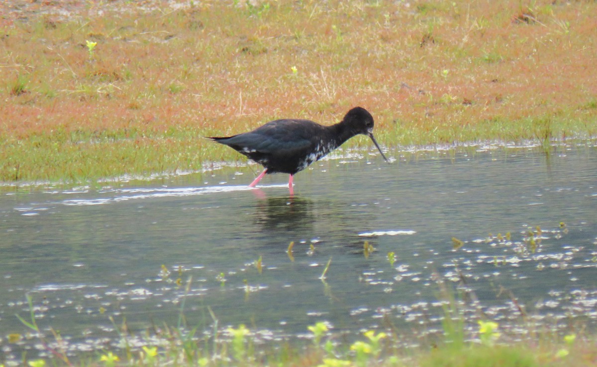 Black Stilt - ML620407774