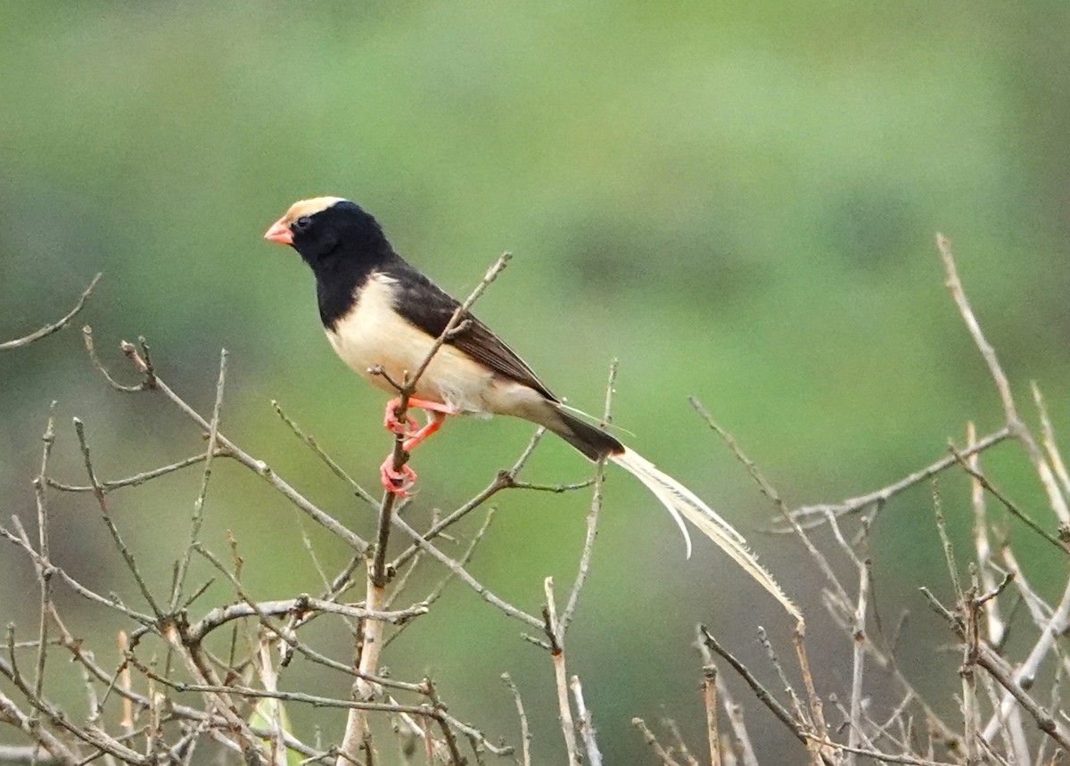 Straw-tailed Whydah - ML620407777