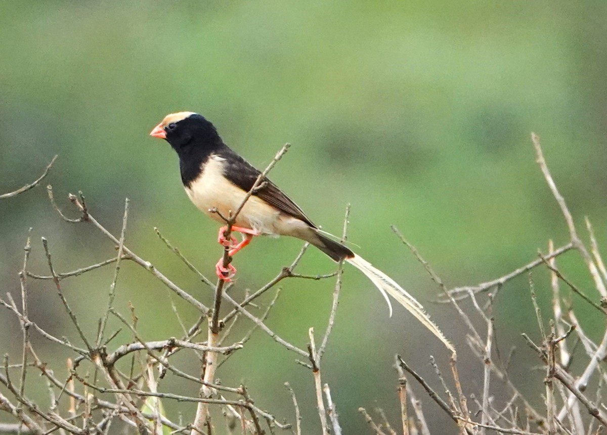 Straw-tailed Whydah - Rich Wilkens