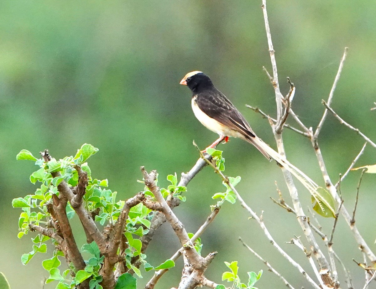 Straw-tailed Whydah - ML620407780