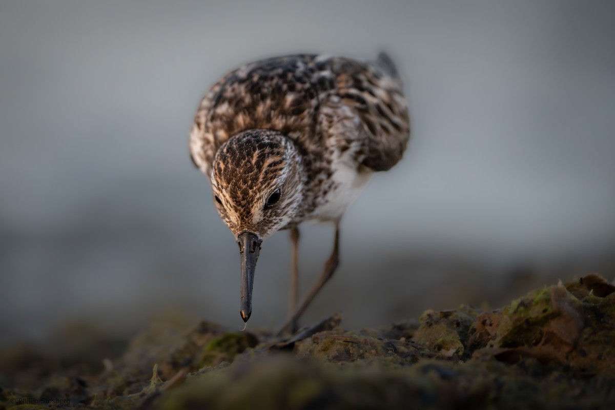 Semipalmated Sandpiper - ML620407786