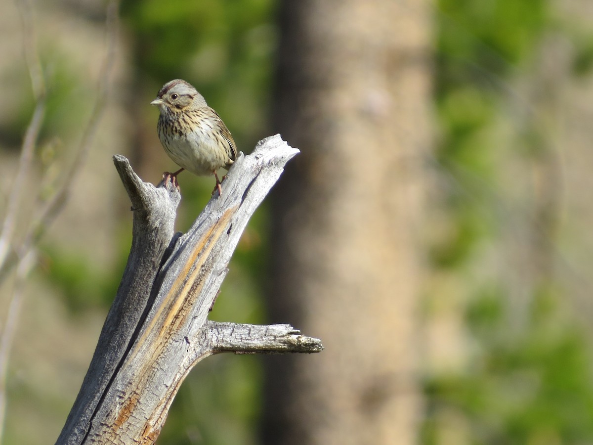 Lincoln's Sparrow - ML620407789