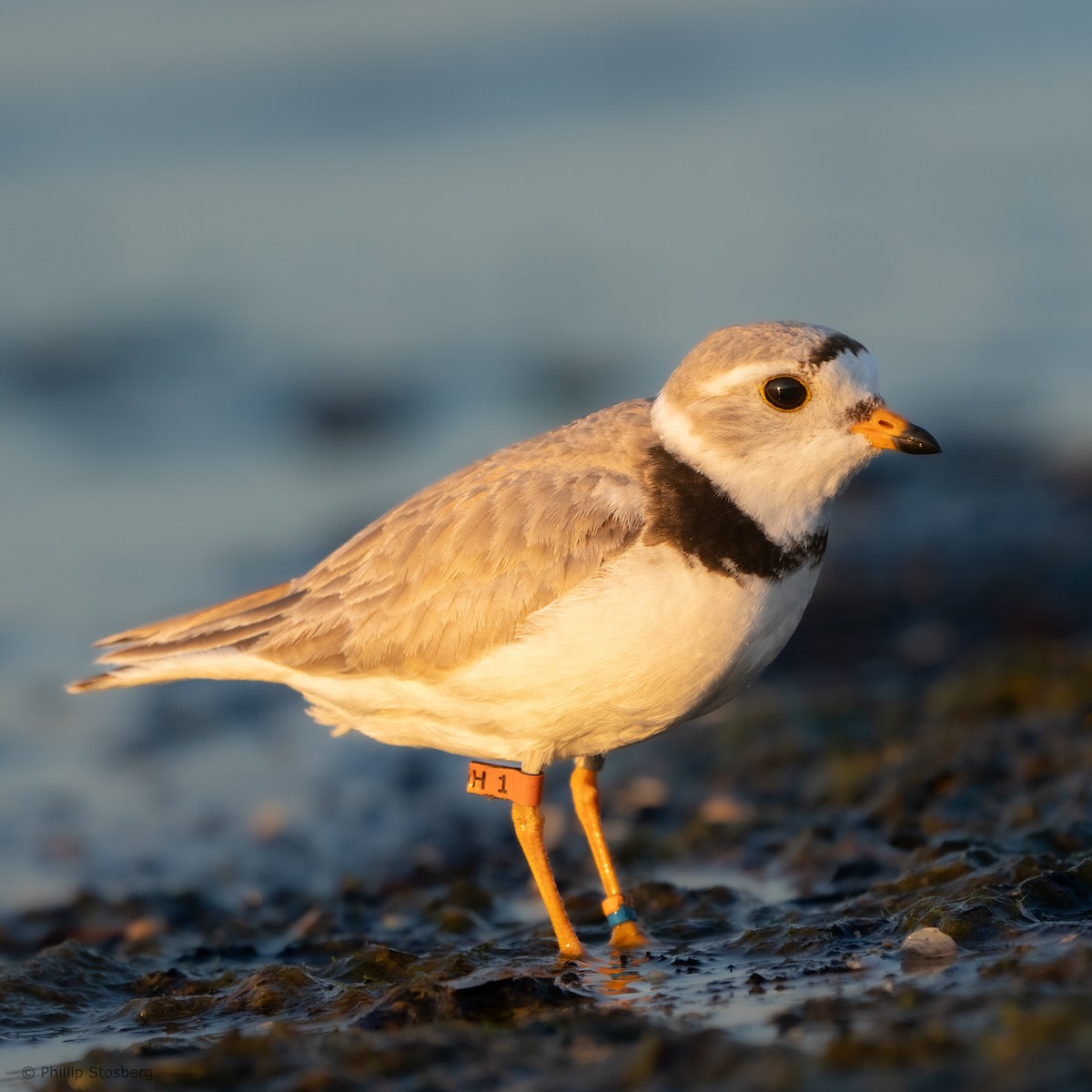 Piping Plover - ML620407795