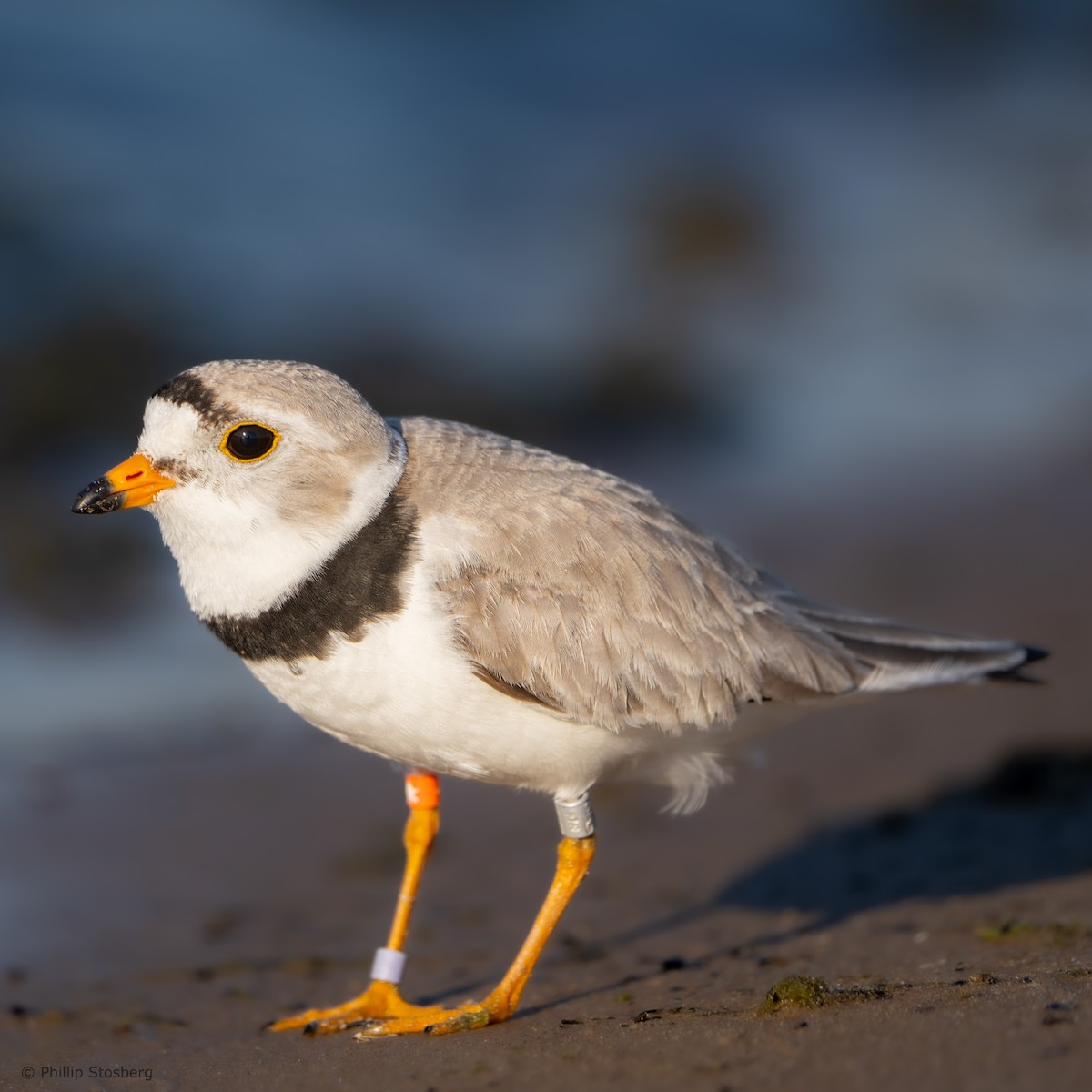 Piping Plover - ML620407796
