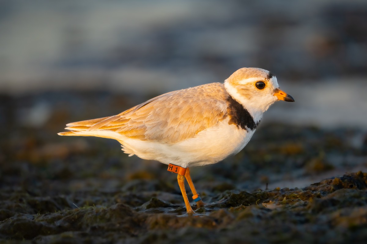 Piping Plover - ML620407797