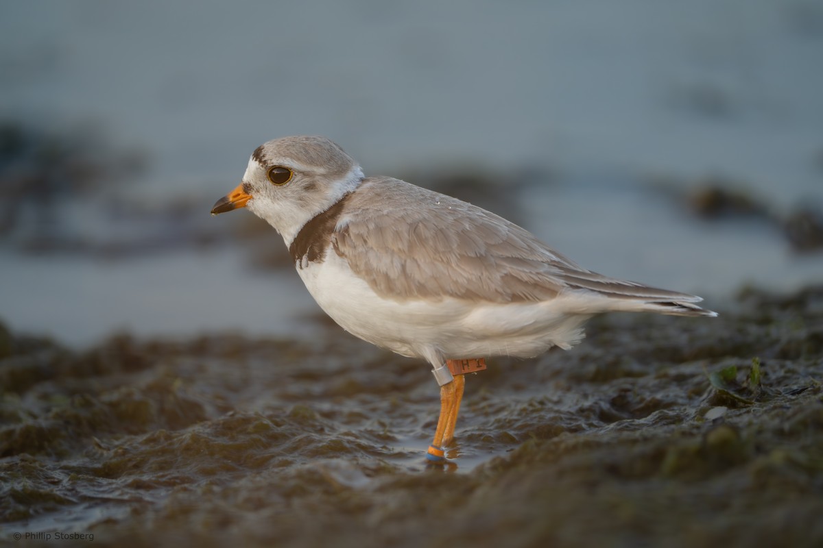 Piping Plover - ML620407798