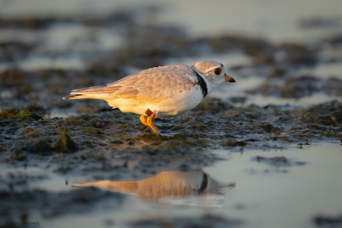 Piping Plover - ML620407799