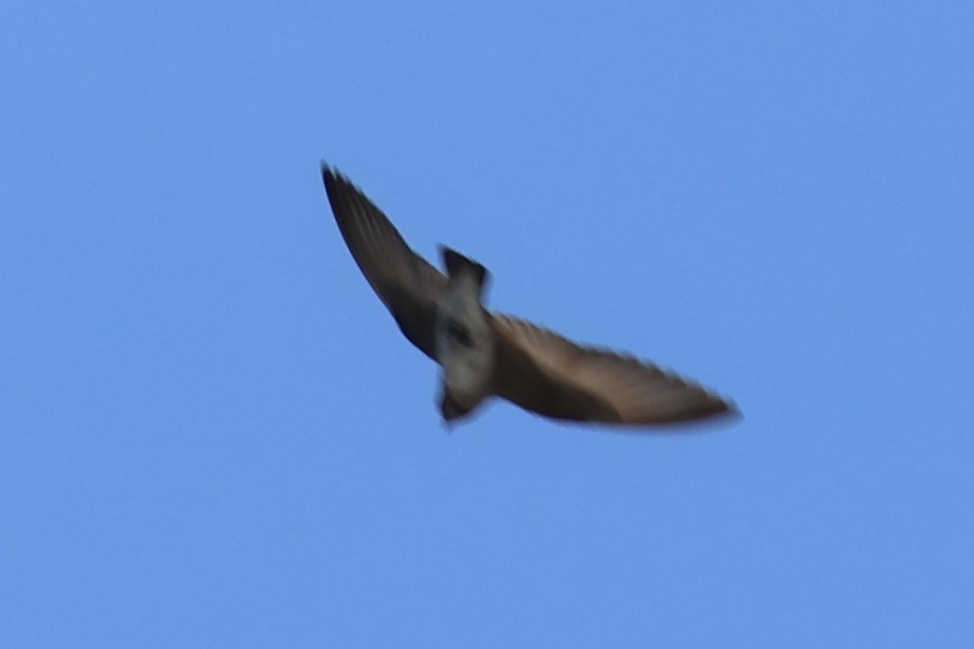 Northern Rough-winged Swallow - ML620407800