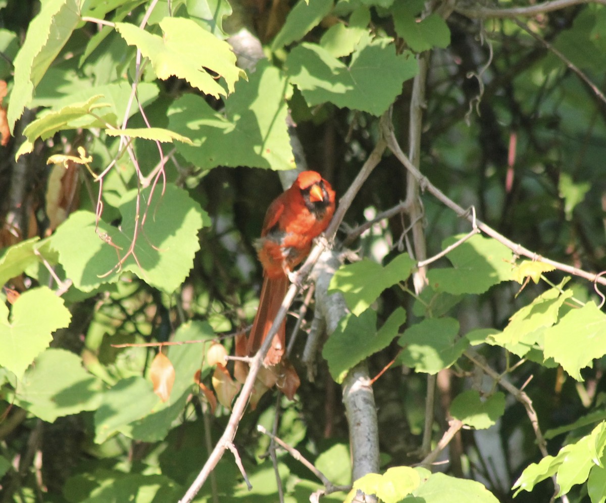 Northern Cardinal - ML620407806