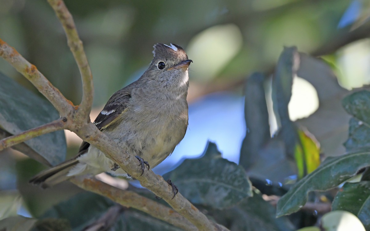 Weißkronen-Olivtyrann (Weißbauch-Olivtyrann) - ML620407813