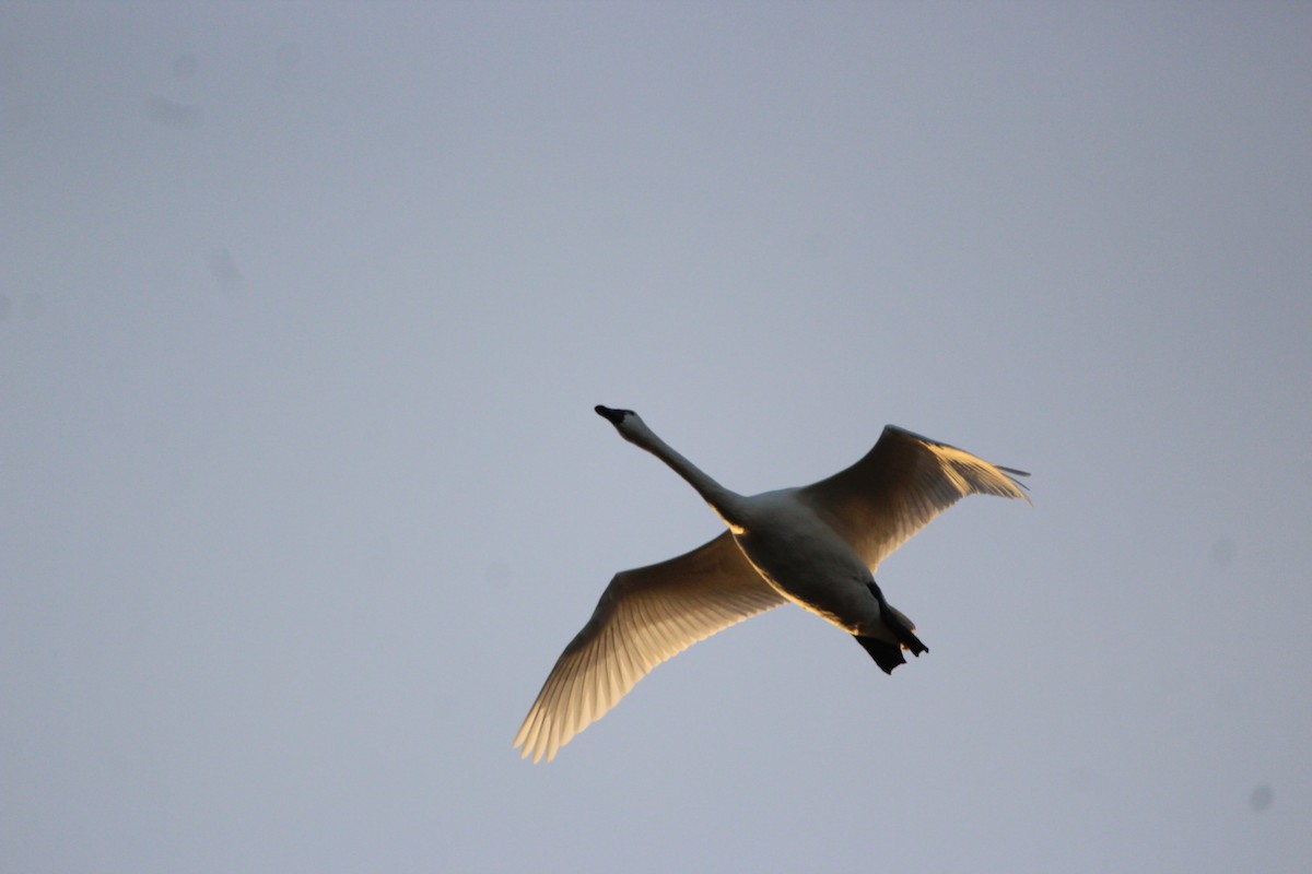 Cygne siffleur - ML620407827