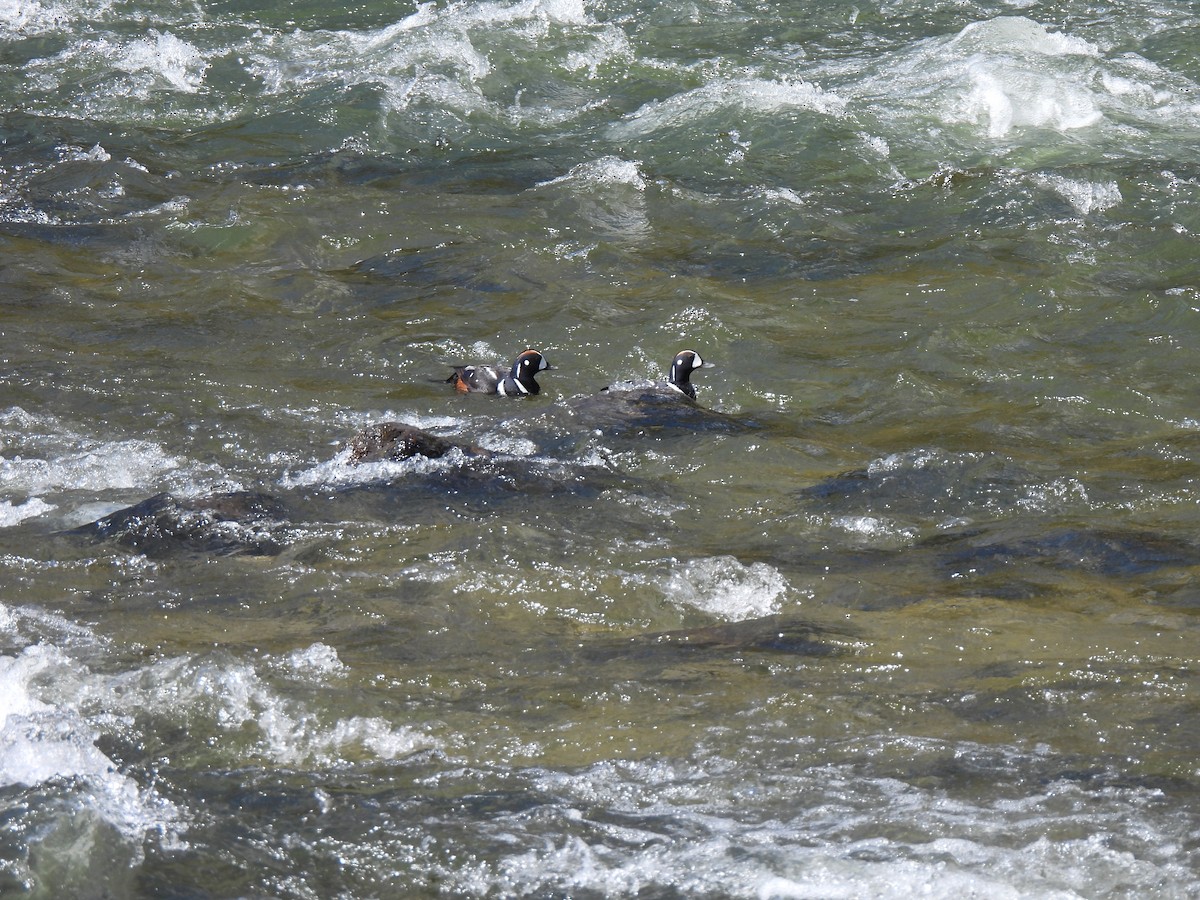 Harlequin Duck - ML620407830