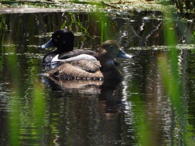 Ring-necked Duck - ML620407834