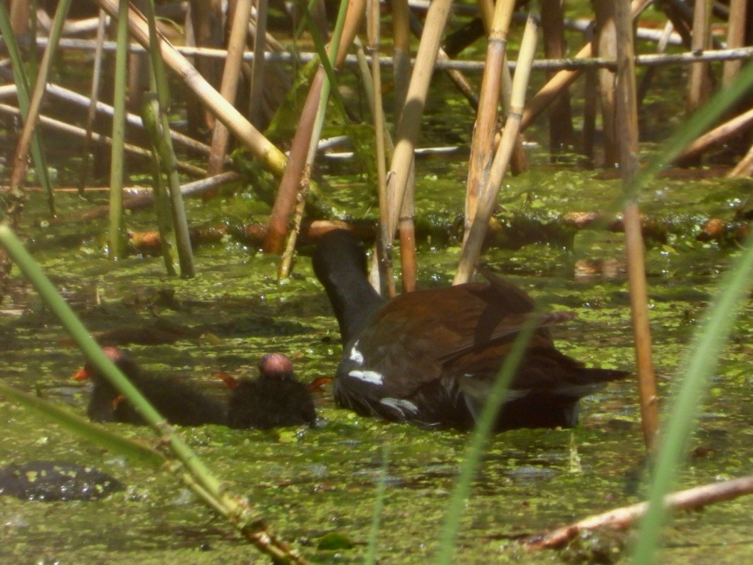 Common Gallinule - ML620407848