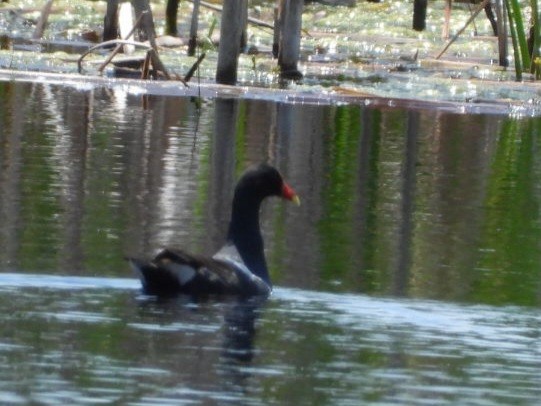 Common Gallinule - ML620407849