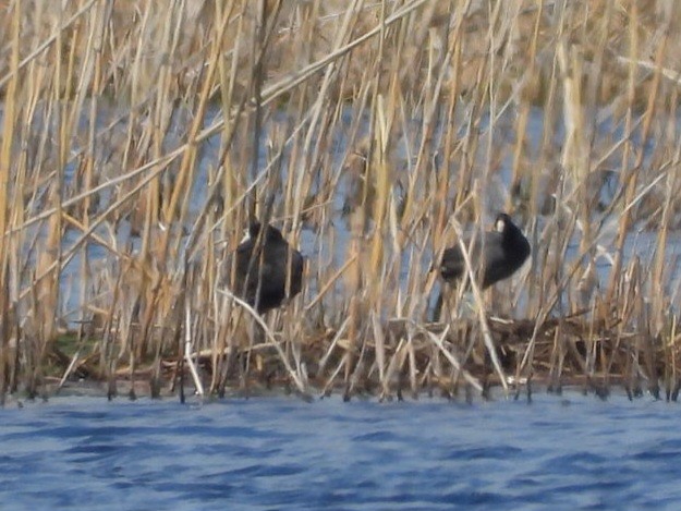 American Coot - ML620407855