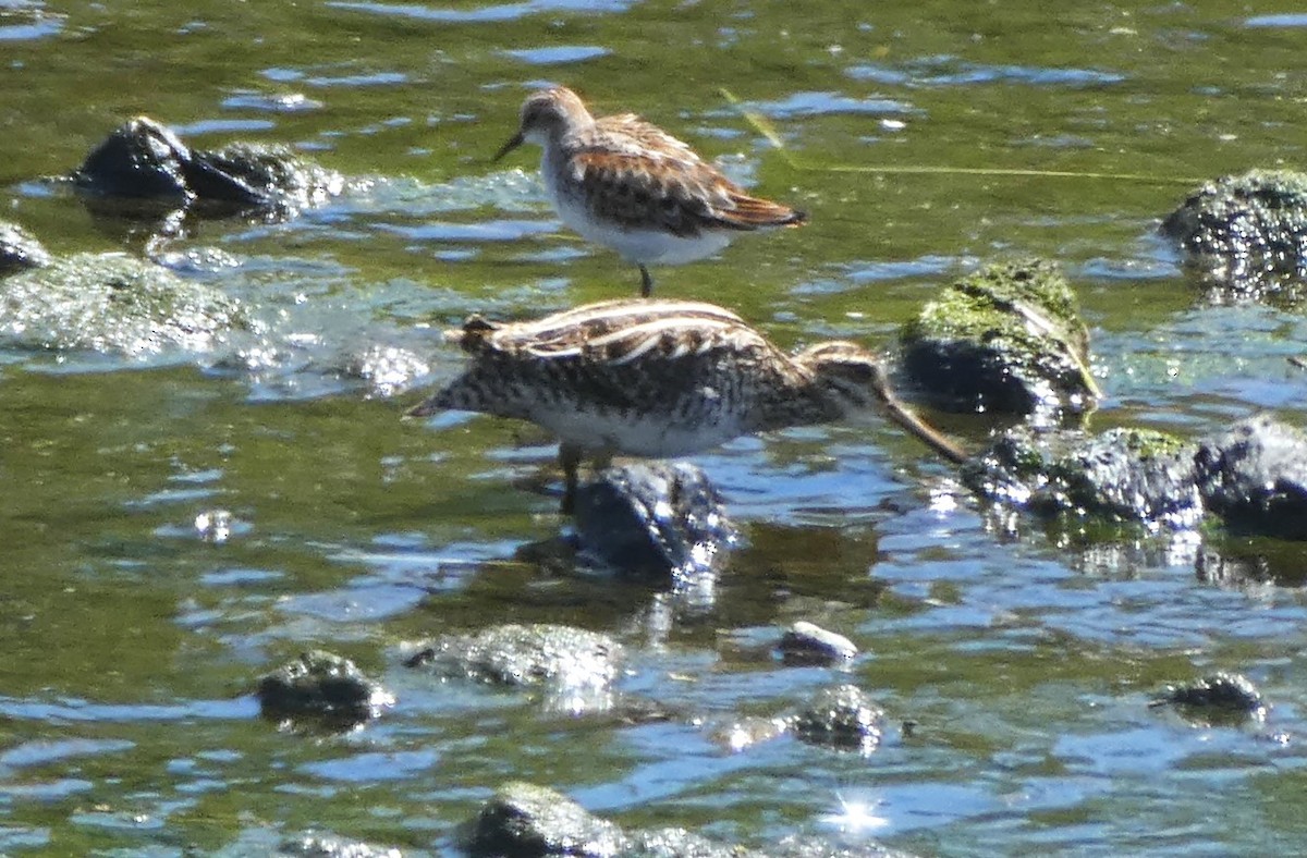 Little Stint - ML620407857