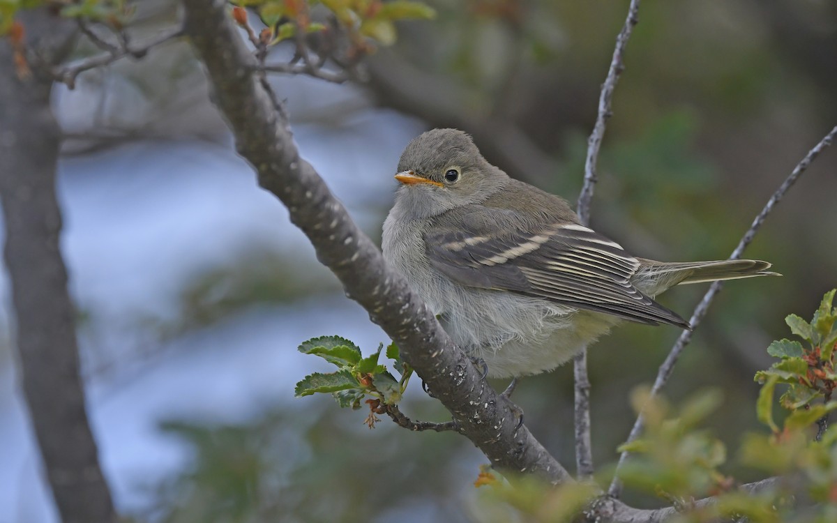 White-crested Elaenia - ML620407859