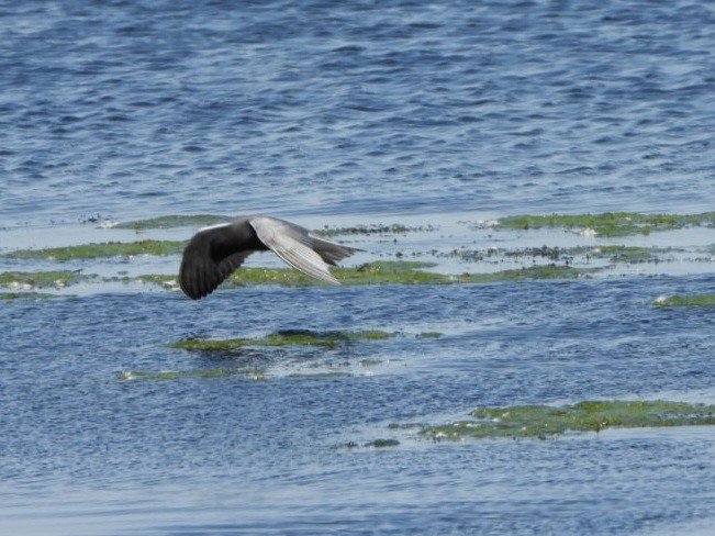 Black Tern - ML620407874