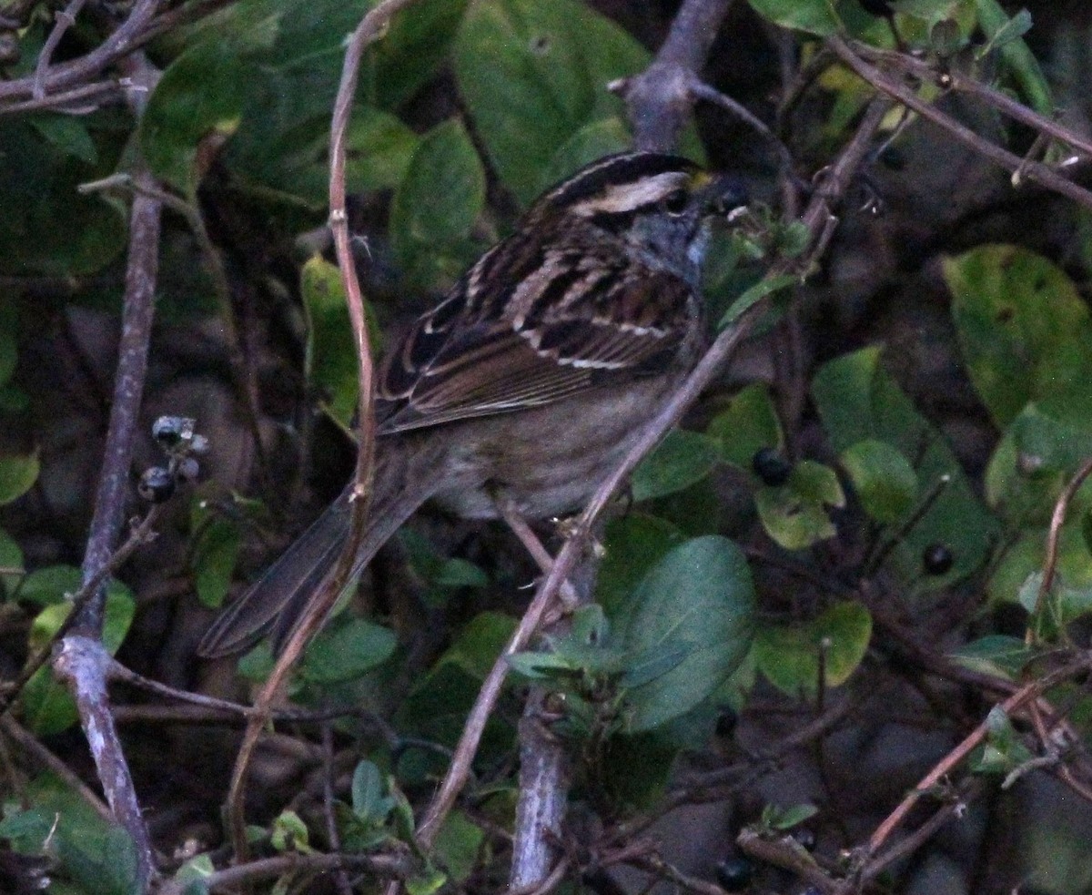 White-throated Sparrow - ML620407881