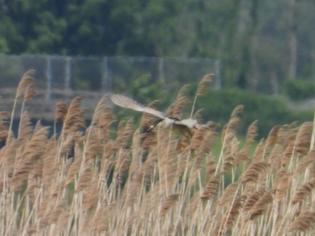 Black-crowned Night Heron - ML620407888