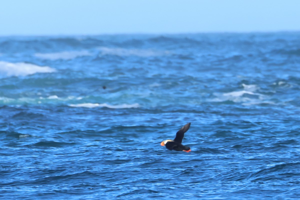 Tufted Puffin - ML620407895