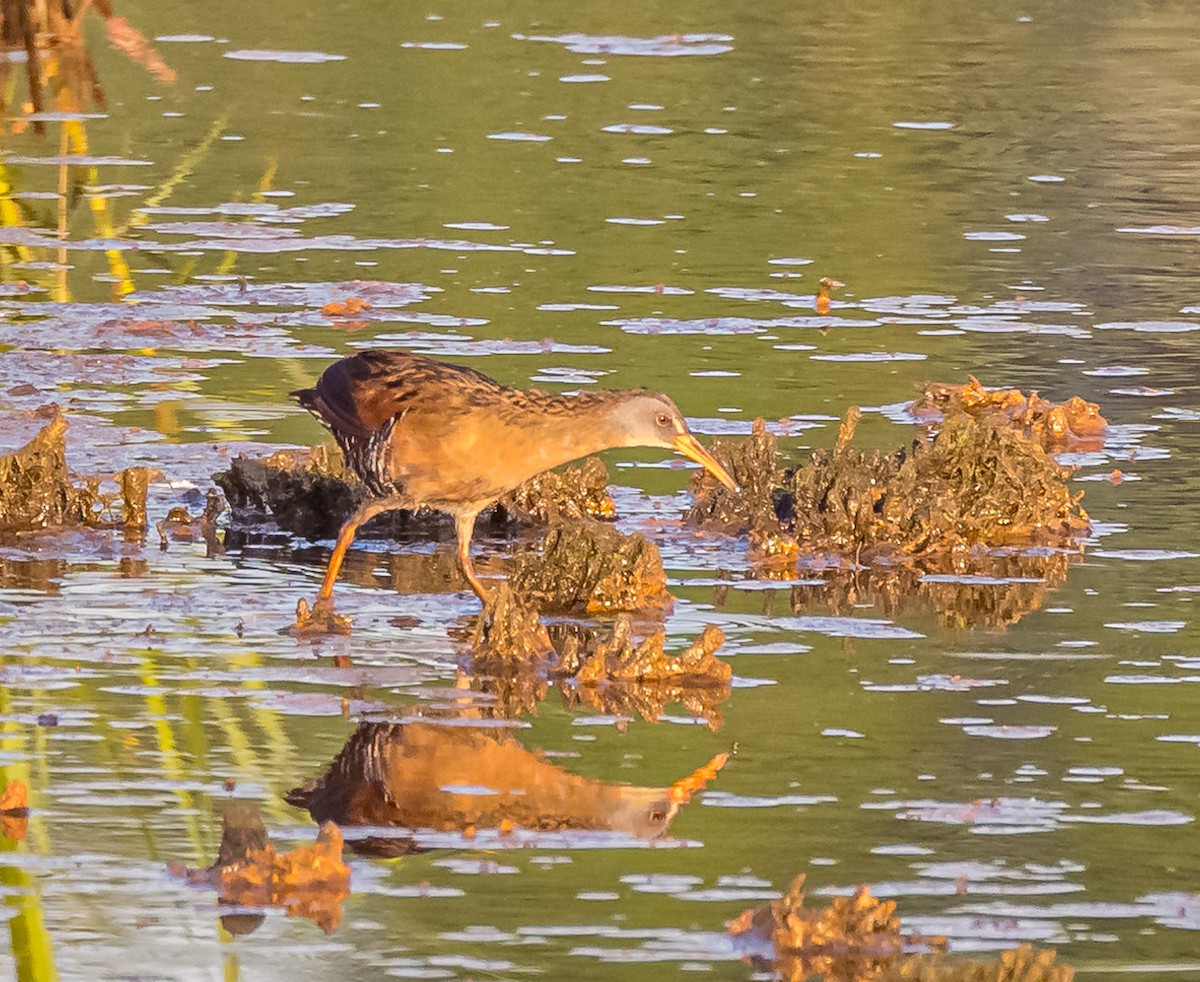 Virginia Rail - ML620407902