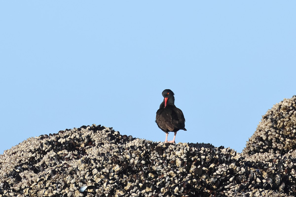 Black Oystercatcher - ML620407916