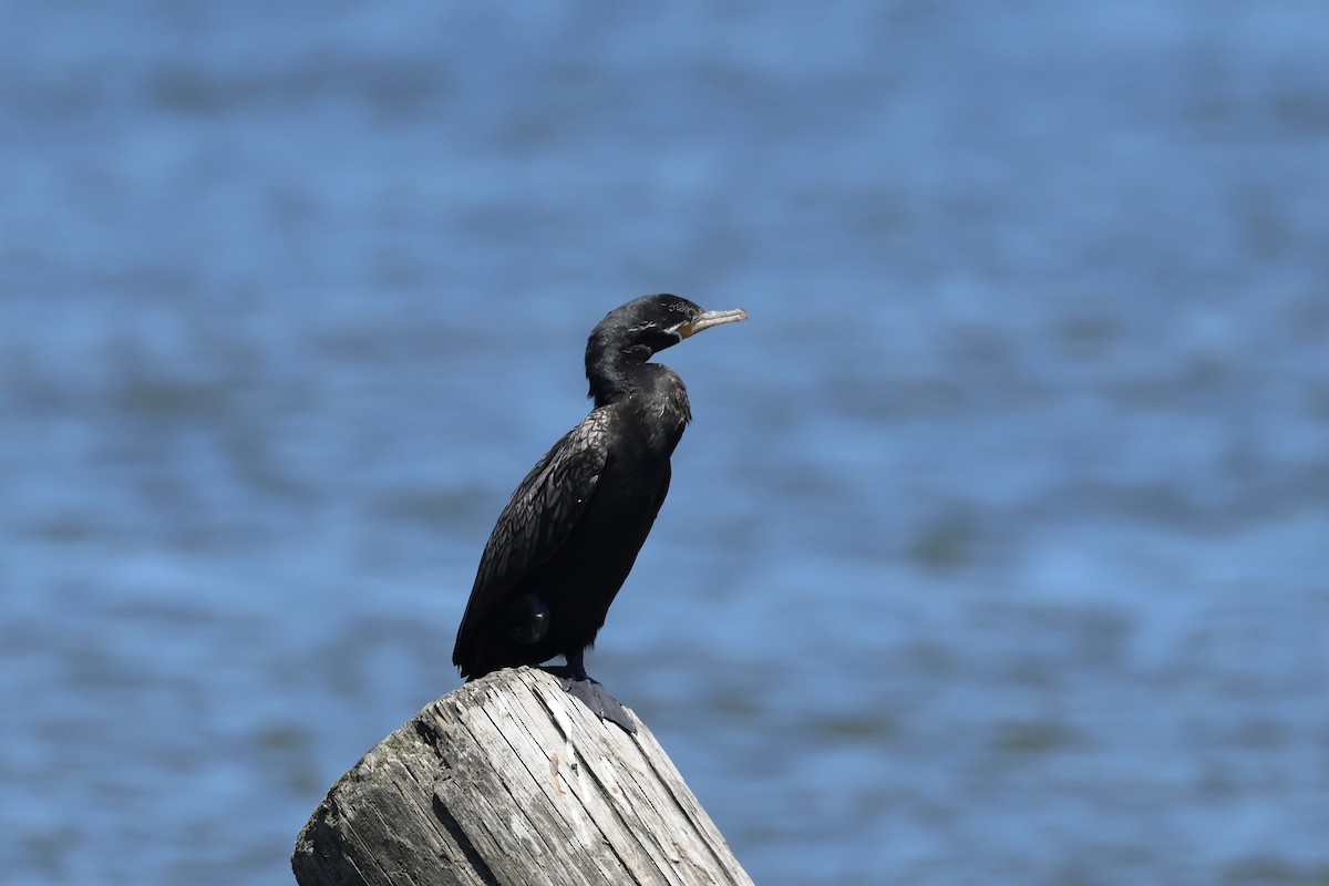 Neotropic Cormorant - ML620407921