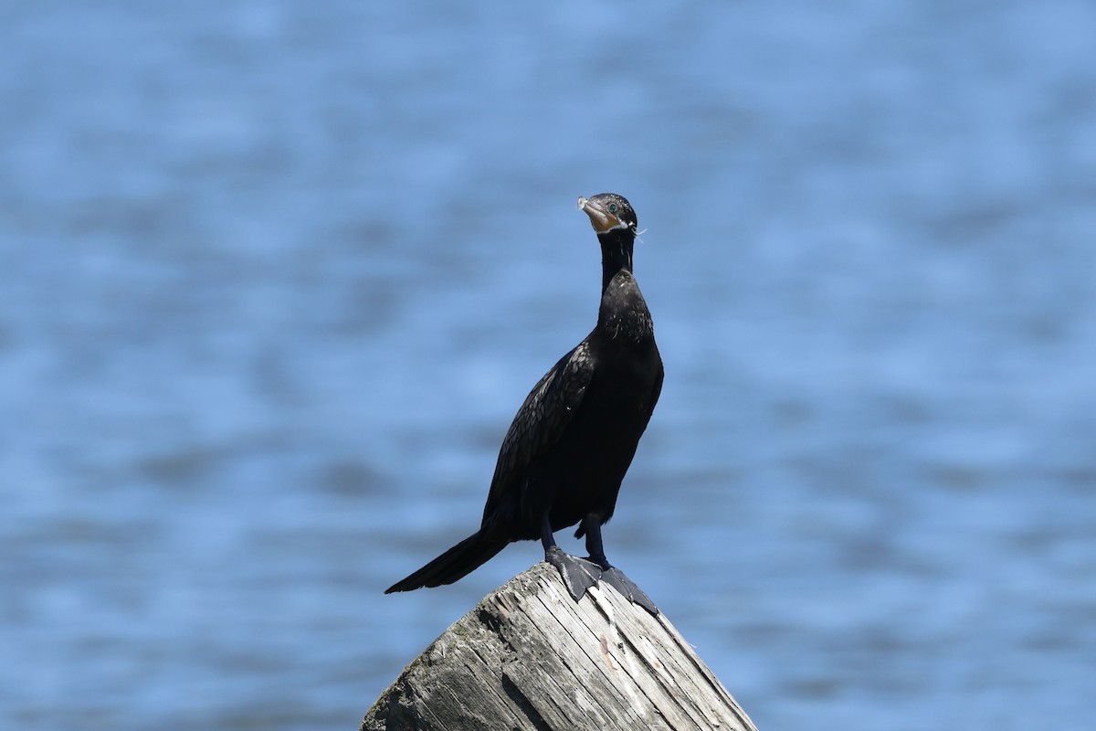 Cormorán Biguá - ML620407922