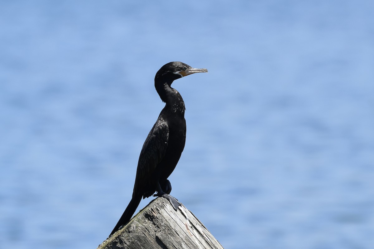 Cormorán Biguá - ML620407928