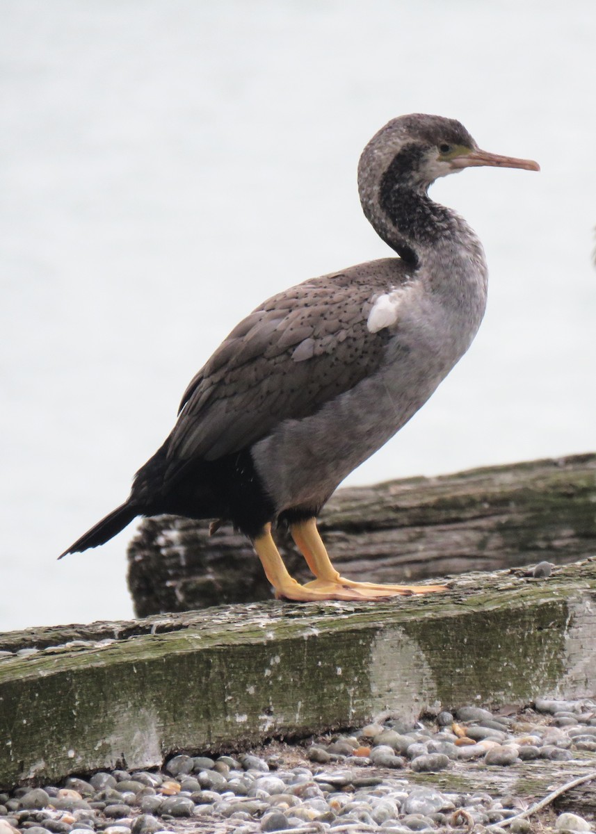 Spotted Shag - ML620407932