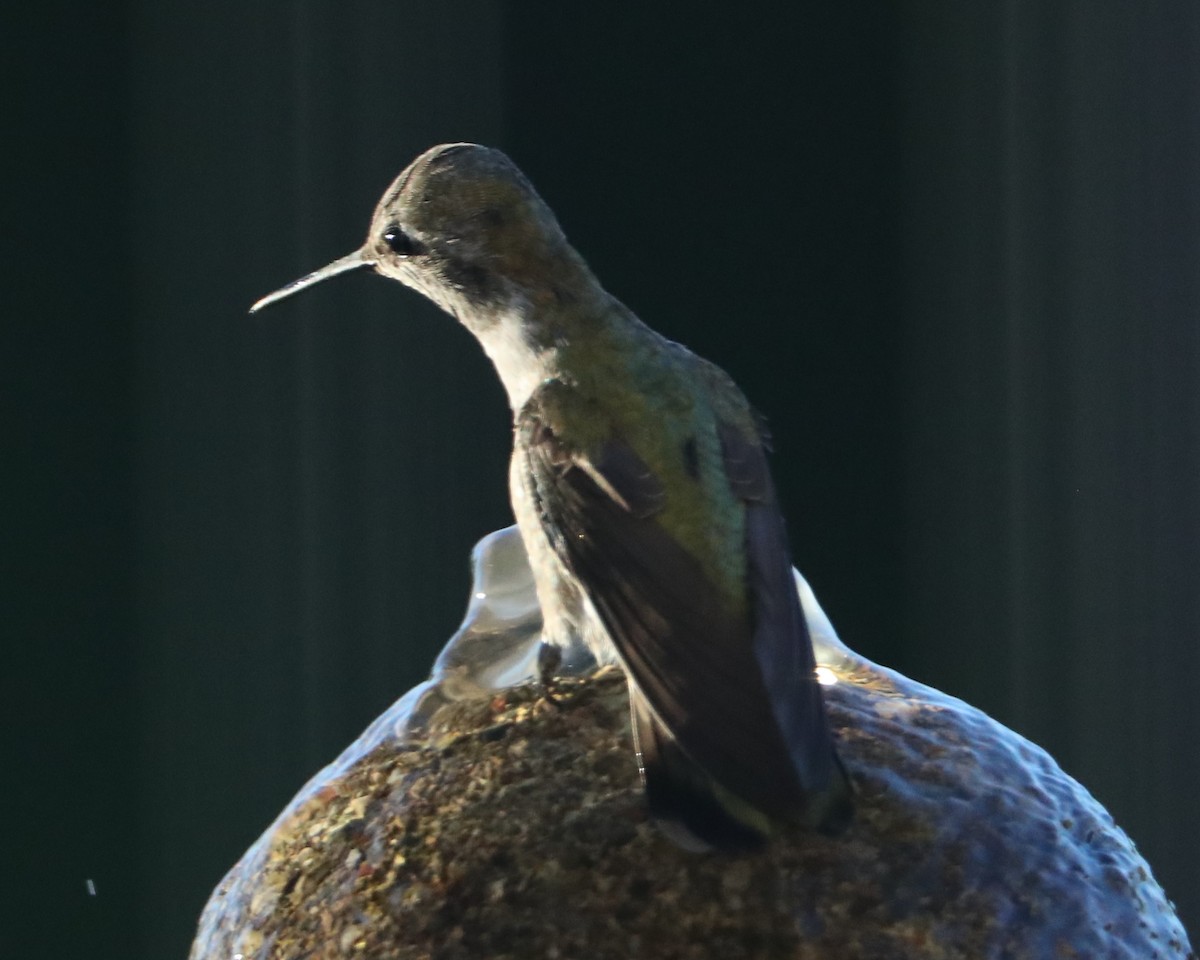 hummingbird sp. - ML620407933