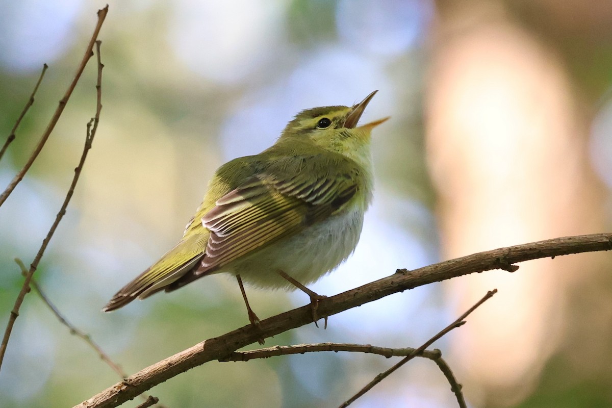 Wood Warbler - ML620407939