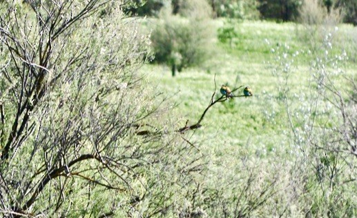 European Bee-eater - ML620407977