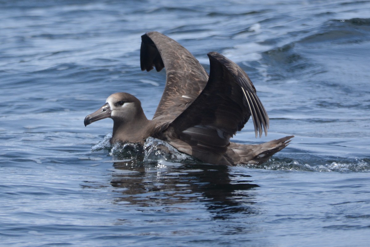 Black-footed Albatross - ML620407990