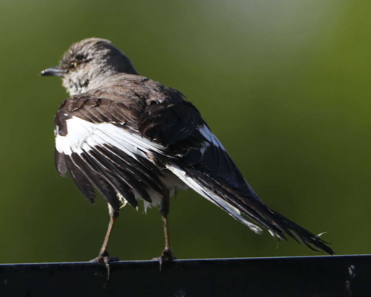 Northern Mockingbird - ML620407992