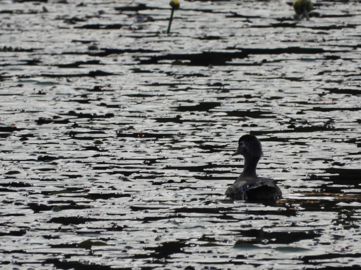 Wood Duck - ML620407999