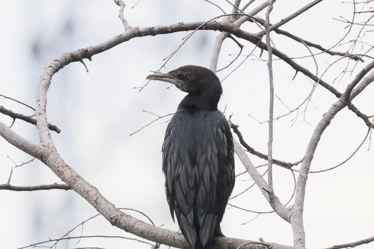 Cormorán de Java - ML620408002