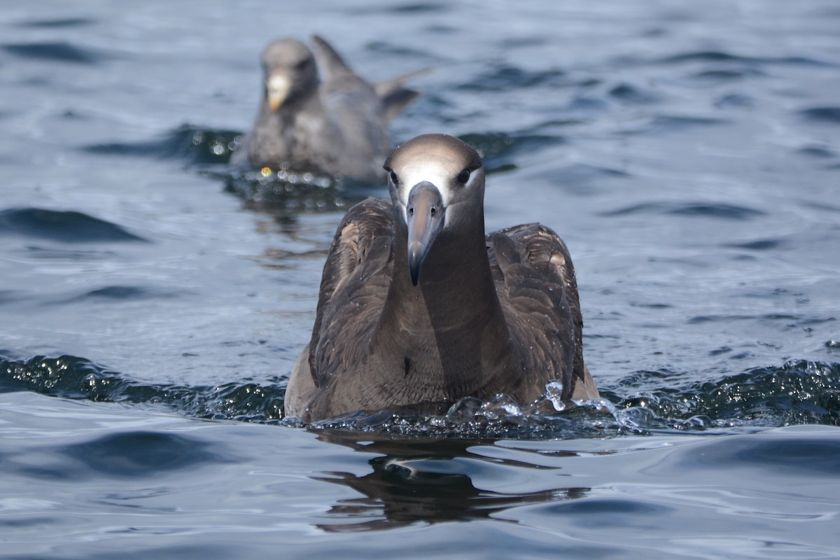 Schwarzfußalbatros - ML620408012