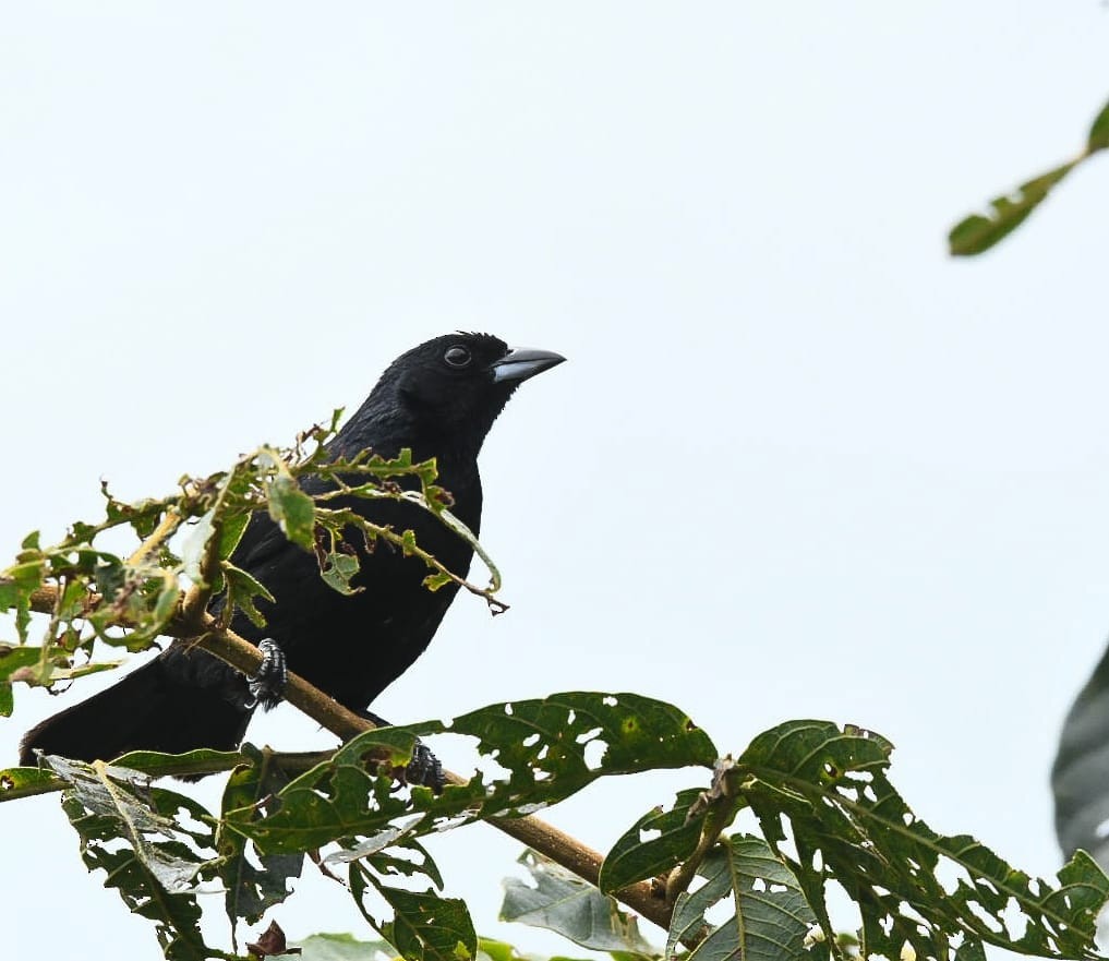 White-lined Tanager - ML620408016
